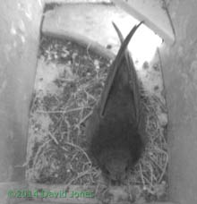 First Swift arrives in SW(le), 5 May 2014