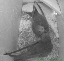 First Swift greets its partner in SW(le), 5 May 2014