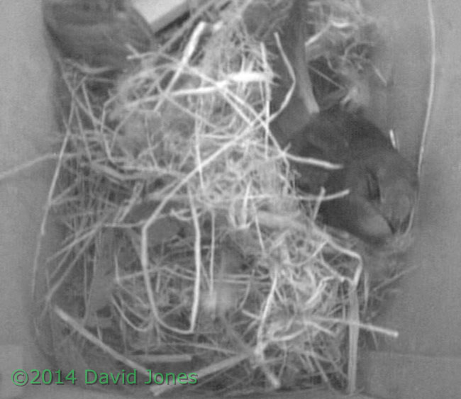 First Swift arrives in SW(ri), 5 May 2014