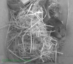 First Swift arrives in SW(ri), 5 May 2014