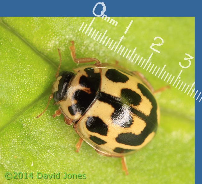 14-spot Ladybird, 6 May 2014