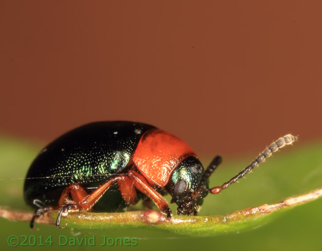 A leaf beetle (Gastrophysa polygoni) - side view, 6 May 2014