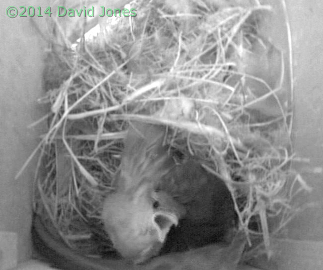 Sparrow chick attacked by Swift, 6 May 2014