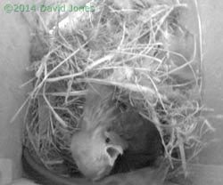 Sparrow chick attacked by Swift, 6 May 2014