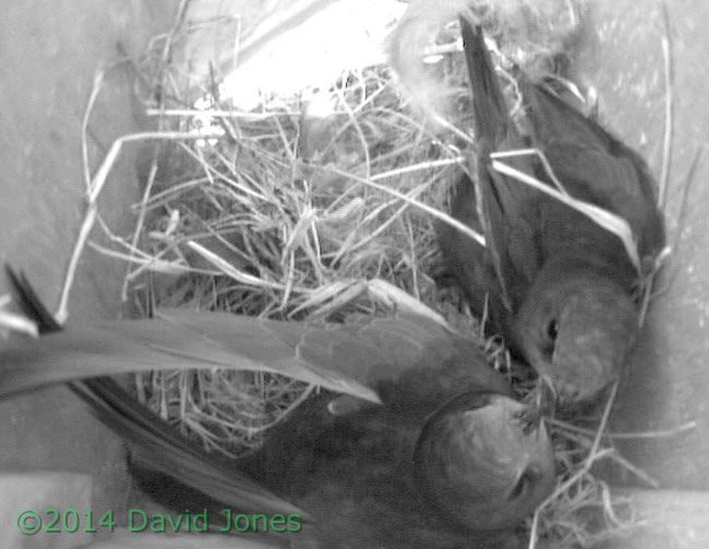 Greeting between Swifts in SW(ri), 6 May 2014