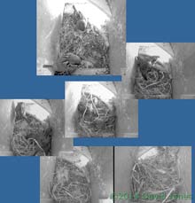 Sparrows attempt nest building in SW(ri), 7 May 2014