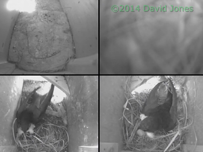 Swifts bring feathers into SW(le) and SW(ri), 7 May 2014