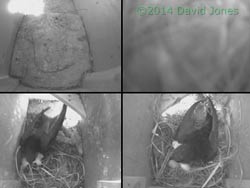 Swifts bring feathers into SW(le) and SW(ri), 7 May 2014