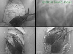 Five Swifts in residence tonight, 7 May 2014