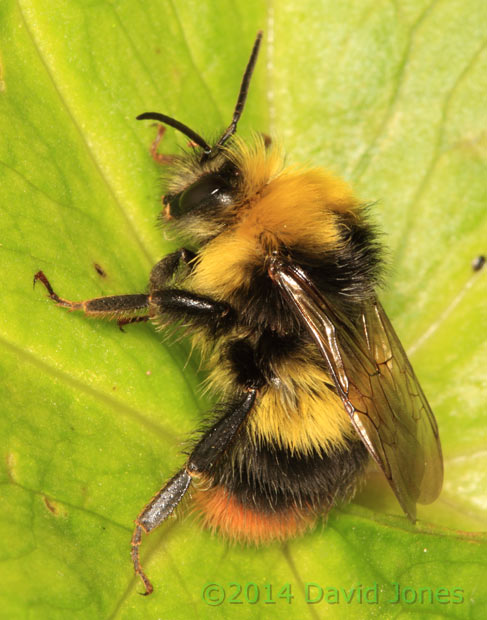 Early-nesting Bumblebee that entered our Kitchen last night, 8 May 2014