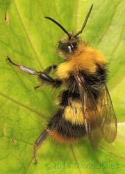 Early-nesting Bumblebee that entered our Kitchen last night, 8 May 2014
