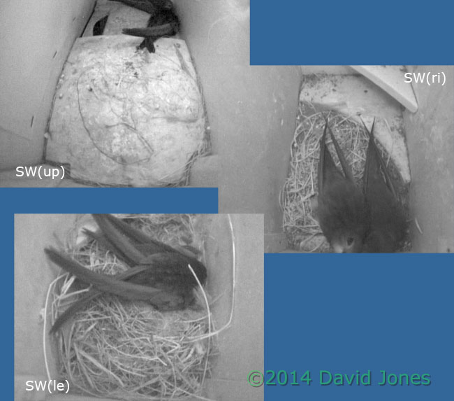 Three pairs of Swifts here tonight, 8 May 2014