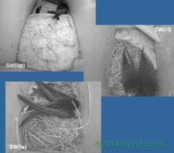 Three pairs of Swifts here tonight, 8 May 2014