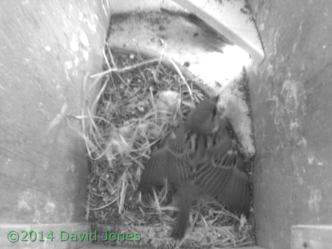 More Sparrow shuffling in SW(ri), 9 May 2014