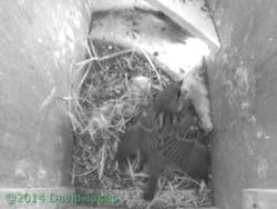More Sparrow shuffling in SW(ri), 9 May 2014