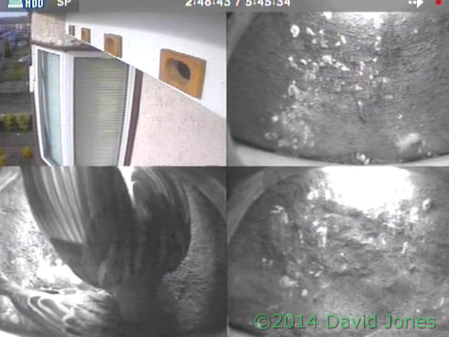 cctv images from front of house, including fighting Sparrows, 9 May 2014
