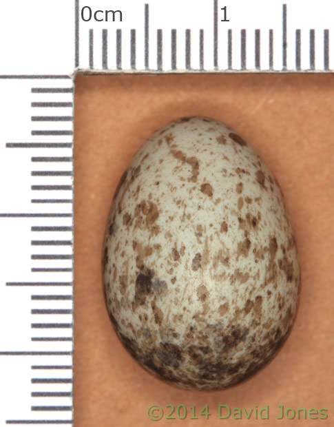 Unfertilized House Sparrow egg from SW(le) - with scale, 9 May 2014