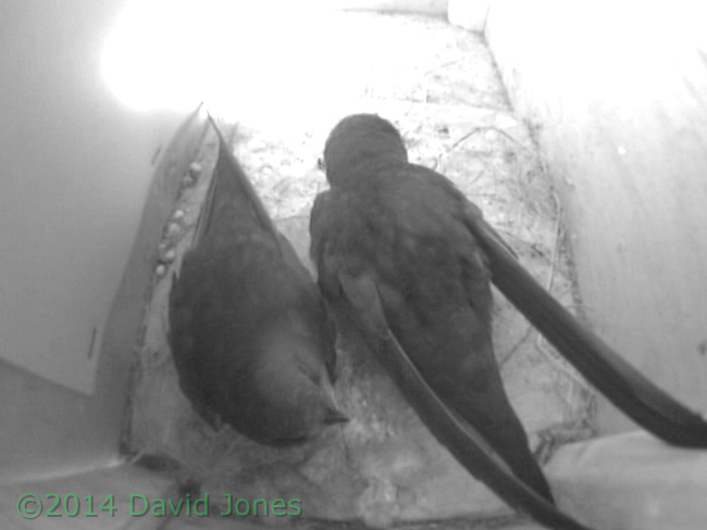 The Swifts in SW(up) this morning, 9 May 2014