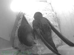 The Swifts in SW(up) this morning, 9 May 2014