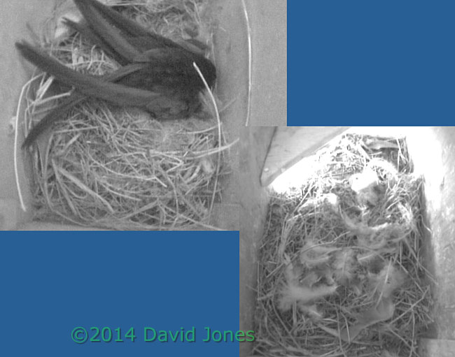 SW(le) before and after excess straw removed, 9 May 2014