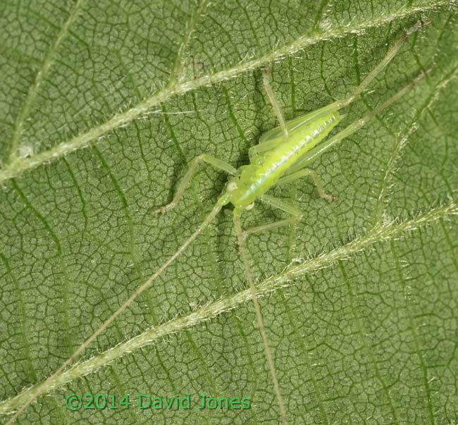 Bush cricket nymph on Hazel, 11 May 2015