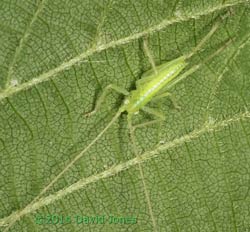Bush cricket nymph on Hazel, 11 May 2015
