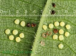Egg cluster under Hazel leaf, 11 May 2014