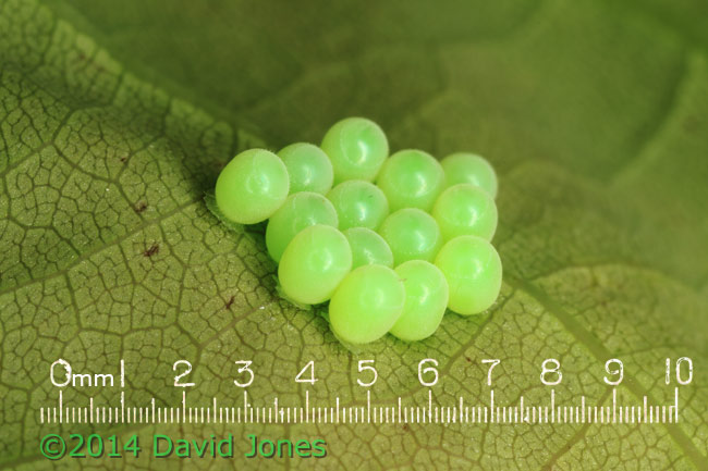 Egg cluster under Oak leaf, 11 May 2014