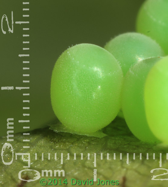 Egg cluster under Oak leaf - close-ups, 11 May 2014