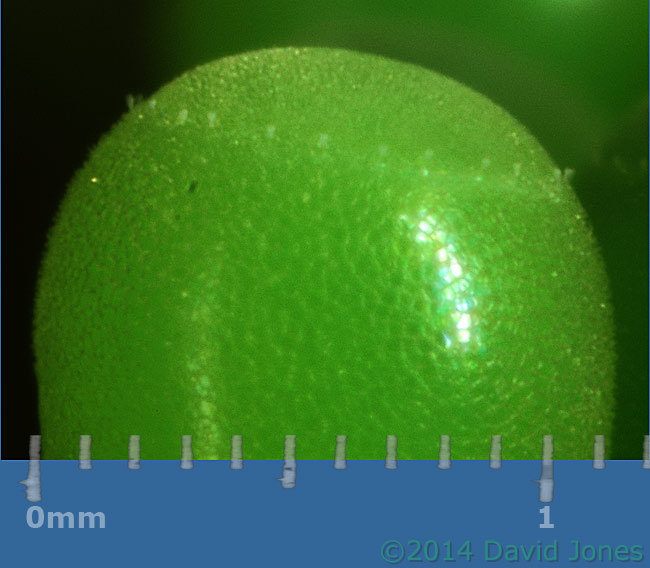 Egg cluster under Oak leaf - top of egg, with scale, 11 May 2014