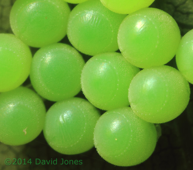 Egg cluster under Oak leaf - view from above eggs, 11 May 2014