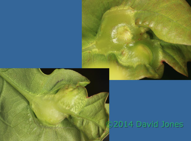 Galls of Andricus curvator (a Gall wasp) on Oak leaf, 11 May 2014
