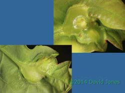 Galls of Andricus curvator (a Gall wasp) on Oak leaf, 11 May 2014