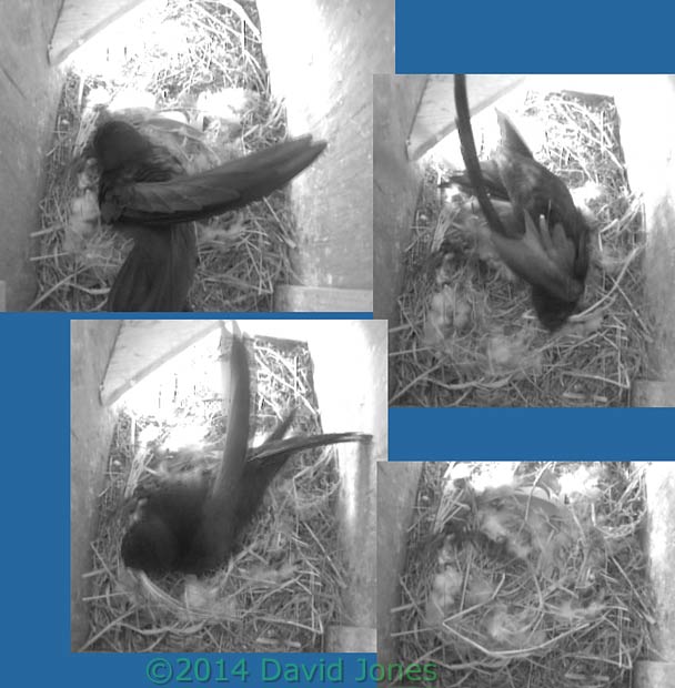 Swift works on nest in SW(le), 12 May 2014