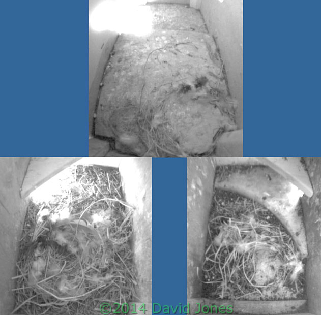 nestboxes 1 week after Swifts' arrival, 12 May 2014