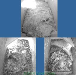 nestboxes 1 week after Swifts' arrival, 12 May 2014