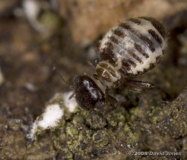 Pseudopsocus rostocki on oak - feeding on lichen, 11 November 2008 - 2