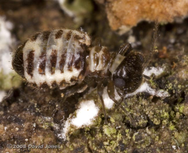 Pseudopsocus rostocki on oak - feeding on lichen, 11 November 2008 - 3