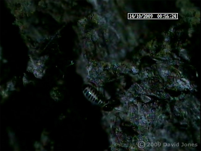 P. rostocki leaves its shelter at night, 14 October 2009