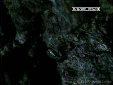 P. rostocki leaves its shelter at night, 14 October 2009