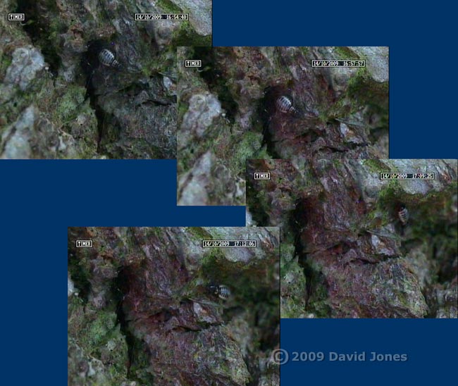 P. rostocki  leaves its shelter to feed an algae, 14 October 2009