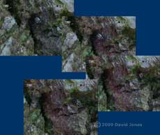 P. rostocki  leaves its shelter to feed an algae, 14 October 2009