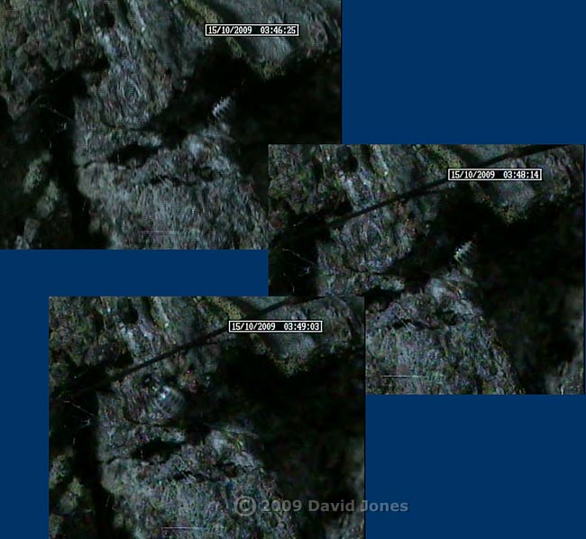 P. rostocki  feeds at night under a harvestman's leg , 15 October 2009