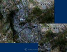 P. rostocki  feeds in daylight under a harvestman's leg , 15 October 2009