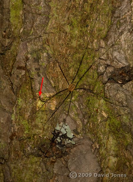 P. rostocki and harvestman, 15 October 2009