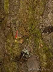 P. rostocki and harvestman, 15 October 2009