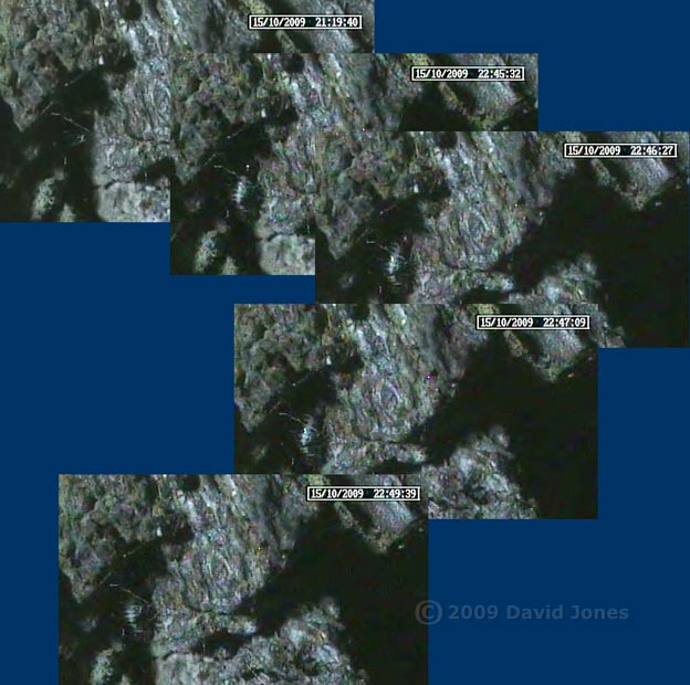 P. rostocki appears to be laying an egg, 16 October 2009