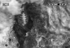 P. rostocki - is that an egg to its right? 16 October 2009