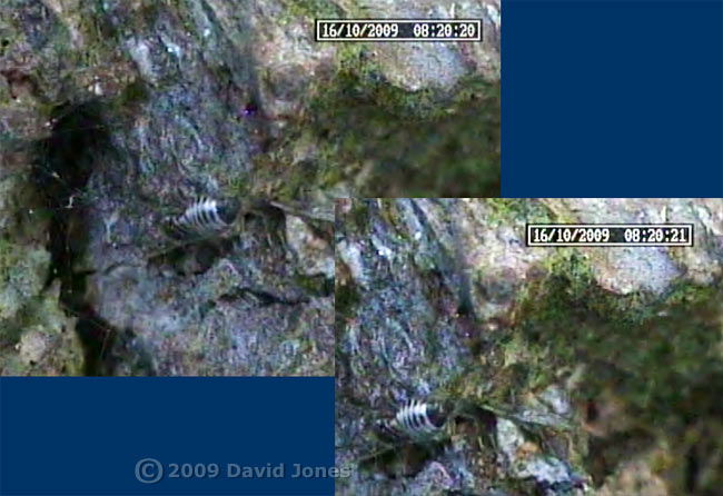 P. rostocki prepares to defecate, 16 October 2009