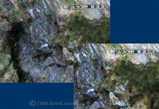 P. rostocki prepares to defecate, 16 October 2009